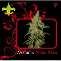 Avaricia Sensi Star